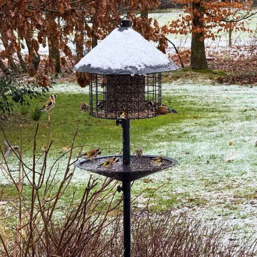 Sortenæb lyxig viltfågelblandning